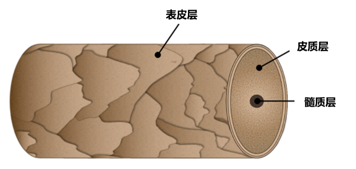 图片1-毛干结构示意图.png