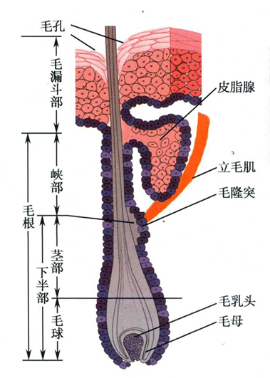 图片3-毛囊的结构.png