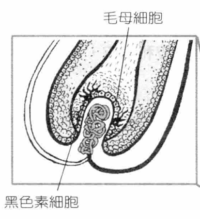 图片4-毛囊球部结构及毛囊球部细胞组成情况.png